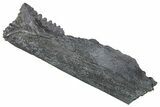 Bizarre Shark (Edestus) Jaw Section with Tooth - Carboniferous #269682-2